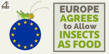 Europe Agrees to Allow Insects as Food