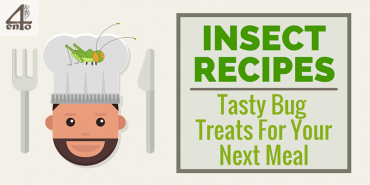 Insect Recipes: Tasty Bugs For Your Next Meal