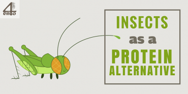 Insects as a Protein Alternative