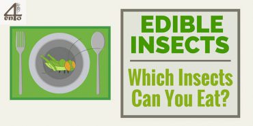 Edible Insects List – Which Insects Can You Eat?