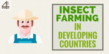 How Insect Farming Helps Farmers In Developing Countries