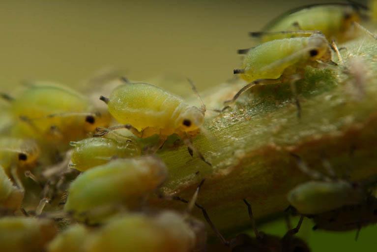 3. APHIDS