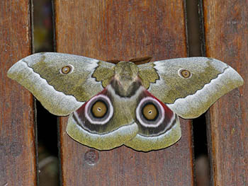 17. Emperor Moths